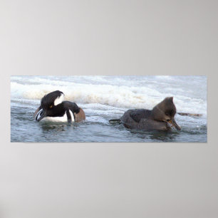 Hooded Merganser Ducks Poster