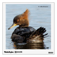 Hooded Merganser: I Never Have Bad Hair Days