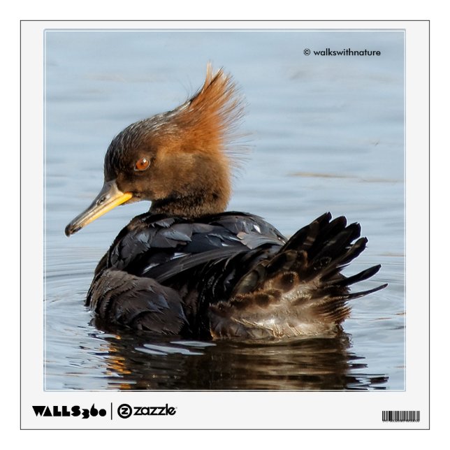 Hooded Merganser: I Never Have Bad Hair Days Wall Sticker (Front)