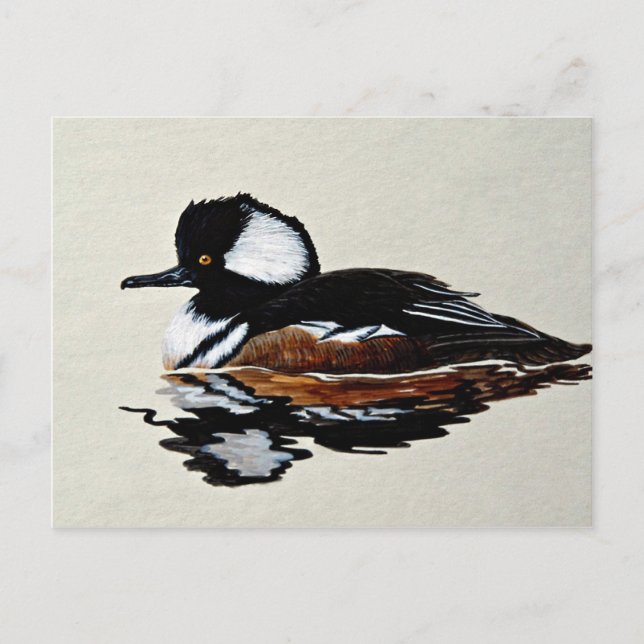 Hooded merganser postcard (Front)