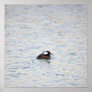 Hooded Merganser Poster