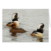 Hooded Mergansers: She's Not Impressed (Front Horizontal)