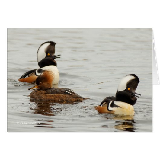 Hooded Mergansers: She's Not Impressed Cards (Front Horizontal)