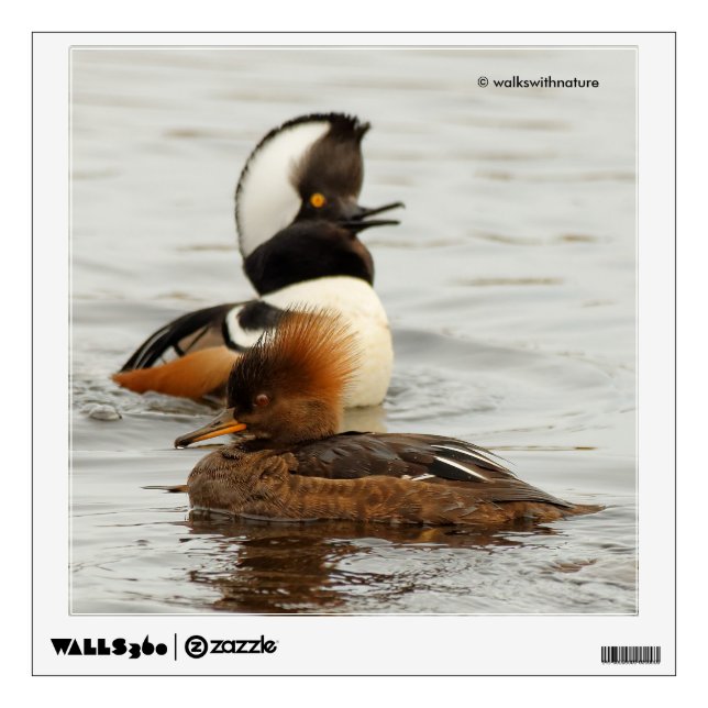 Hooded Mergansers: She's Not Impressed Wall Sticker (Front)