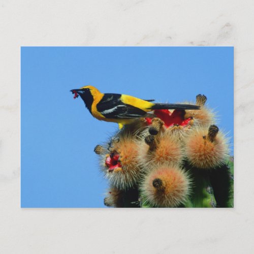 Hooded Oriole male eating cactus blossum Postcard