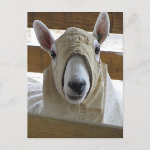 Hooded Sheep 1 Postcard