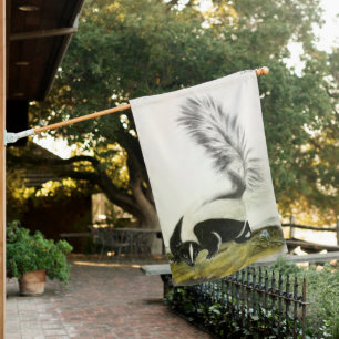 Hooded Skunk or Large-tailed Skunk from Audubon House Flag