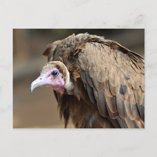 Hooded Vulture Postcard (Front)