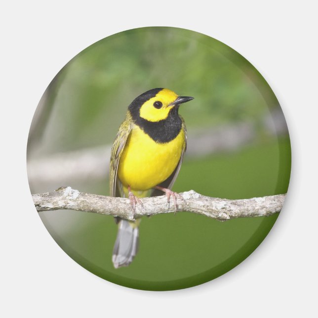Hooded Warbler Magnet (Front)
