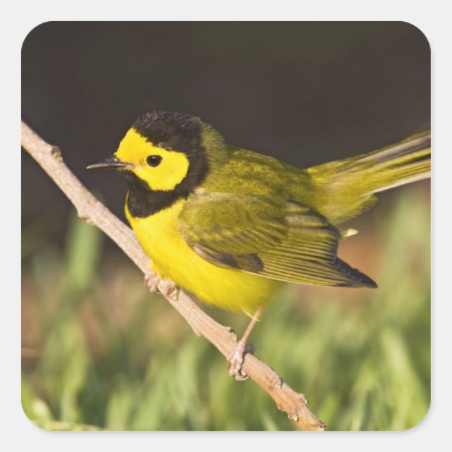 Hooded Warbler Wilsonia citrina) Square Sticker (Front)