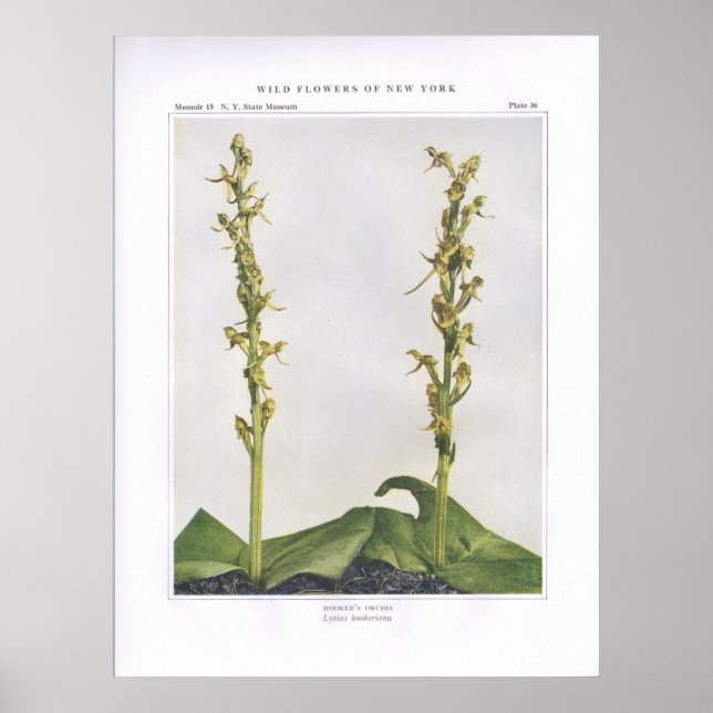 Hooker's Orchis - Lysias hookeriana Poster (Front)