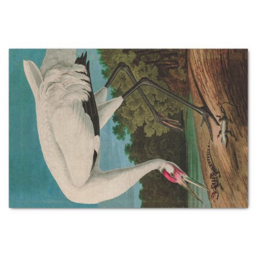 Hooping Crane Birds of America Audubon Print Tissue Paper