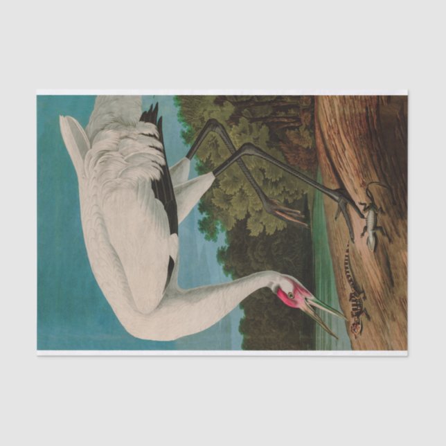 Hooping Crane Birds of America Audubon Print Tissue Paper (Front)