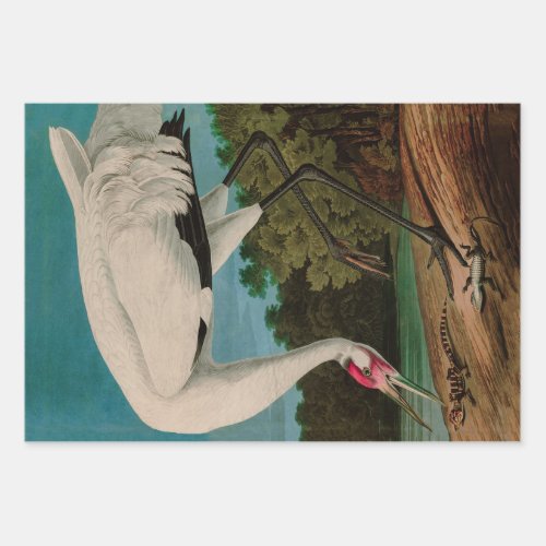 Hooping Crane Birds of America Audubon Print Wrapping Paper Sheets