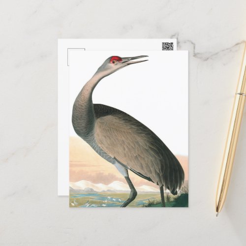 Hooping Crane by John James Audubon Holiday Postcard