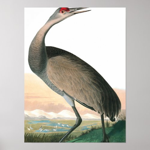Hooping Crane by John James Audubon Poster