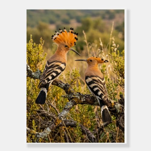 Hoopoe Birds In Nature Landscape Wildlife Fleece B Foam Board