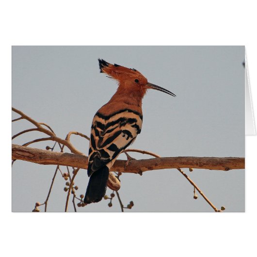 Hoopoe Cards (Front Horizontal)
