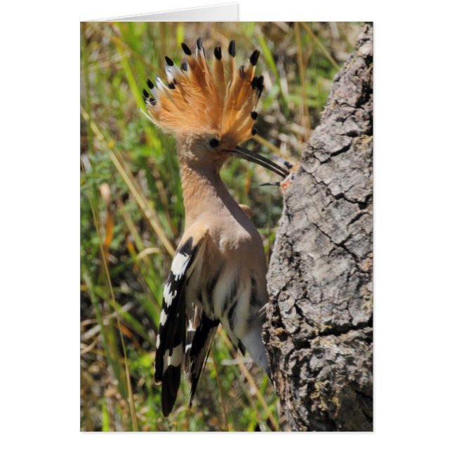 Hoopoe Feeding Nestling Cards (Front)