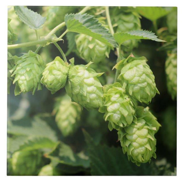 Hop Art (Wild Hops for the Hop Lover!) photo tile (Front)