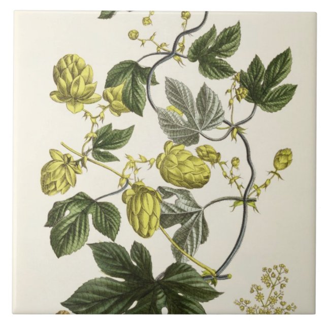 Hop Vine, from 'The Young Landsman', published Vie Ceramic Tile (Front)