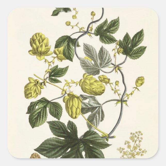 Hop Vine, from 'The Young Landsman', published Vie Square Sticker (Front)