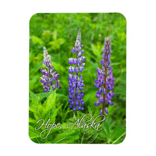 Hope Alaska Lupines _ Flexible Magnet