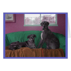 Hope and Hero Merle Great Danes Cards