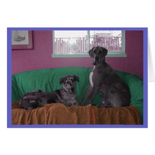 Hope and Hero Merle Great Danes Cards (Front Horizontal)