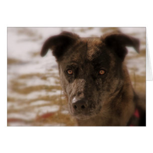 Hope German Shepherd All Occasions Cards