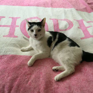 Hope Kitty Personalized Fleece Blanket