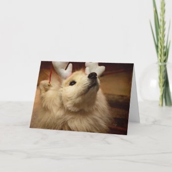 Hopeful Holiday Dog In Reindeer Ears Card by LoisBryan at Zazzle
