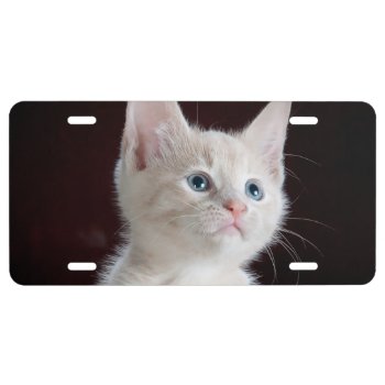 Hopeful Kitten License Plate by AnimalHijinx at Zazzle