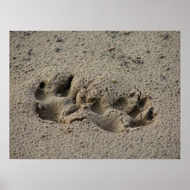 Hope's Pawprints in the Sand Gloss Canvas UV Poster (Front)