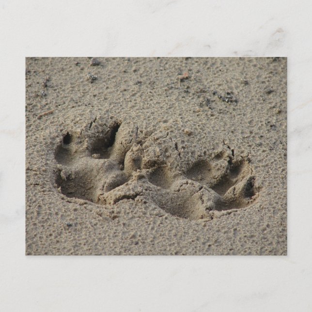 Hope's Pawprints in the Sand Postcard (Front)