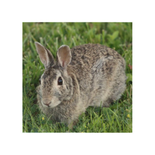 Hoppy Bunny Wood Wall Art