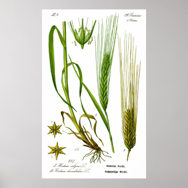 Hordeum Vulgare Barley Grass Poster (Front)