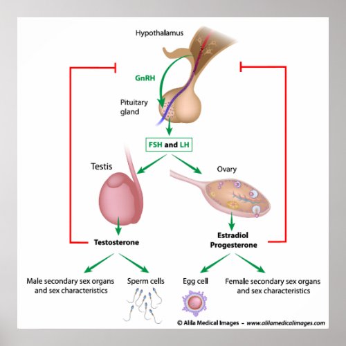 Hormonal control of puberty in boys and girls poster