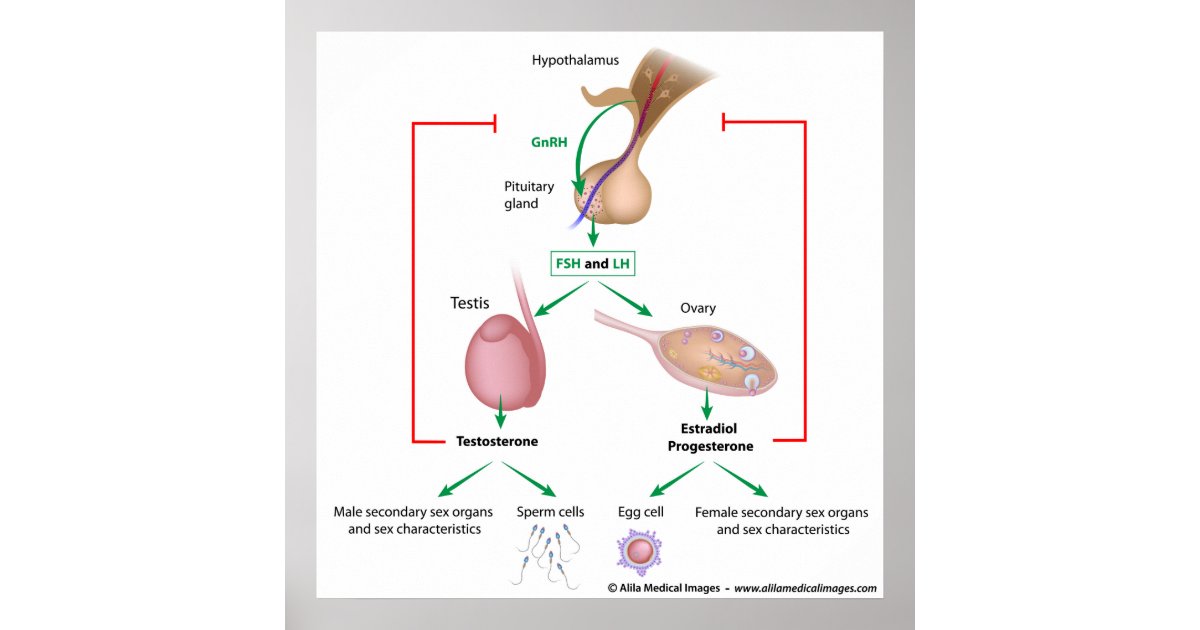 Hormonal Control Of Puberty In Boys And Girls Poster 3228