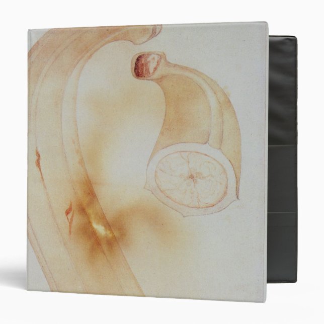 Horn Plantain Binder (Front/Inside)