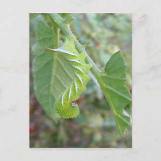 Horn Worm ~ postcard