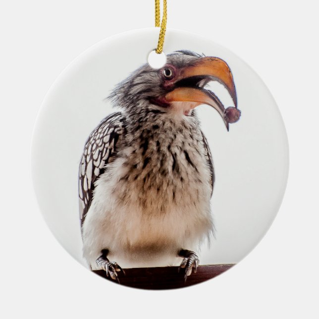 Hornbill with seed in mouth ceramic ornament (Front)