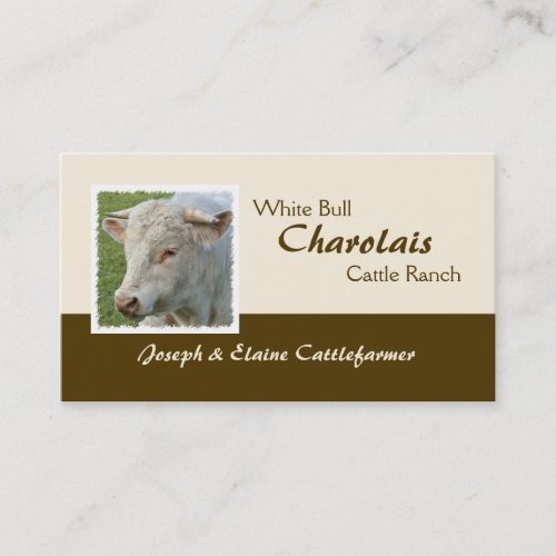 Horned Charolais bull photo Business Card