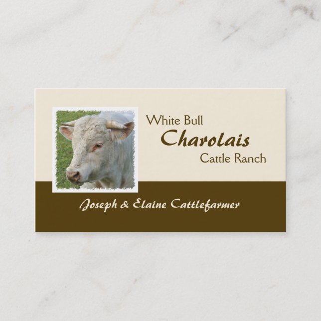 Horned Charolais bull photo Business Card (Front)