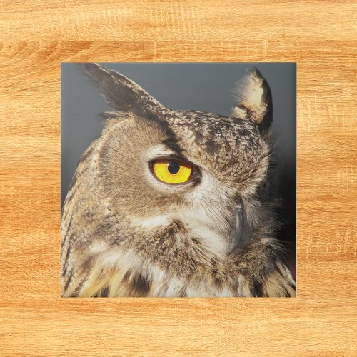 Horned Eagle Owl Photo Tile