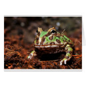 horned frog (Front Horizontal)