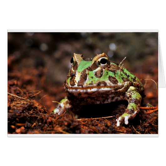 horned frog cards (Front Horizontal)