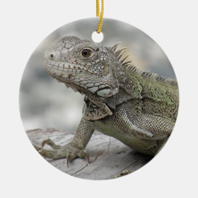 Horned Iguana Ornament (Front)