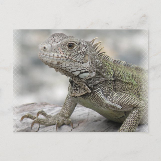 Horned Iguana Postcard (Front)