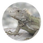 Horned Iguana Sicker Classic Round Sticker